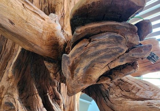 Người đàn ông ở Quảng Bình vớt được loại gỗ đắt nhất thế giới trong lúc đi bắt cá, có giá hàng chục tỷ