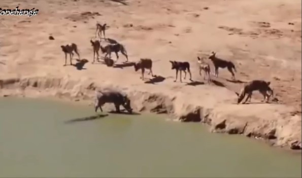 CLIP: Heo rừng chịu cái kết bi thảm khi bị kẹp giữa đàn chó hoang và cá sấu