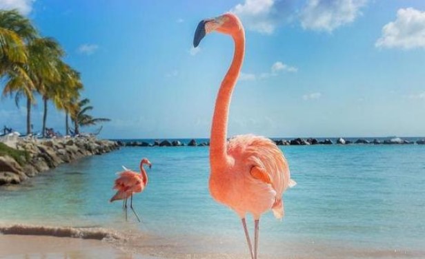 Tại sao loài chim hồng hạc có bộ lông màu hồng và nuôi con bằng máu?