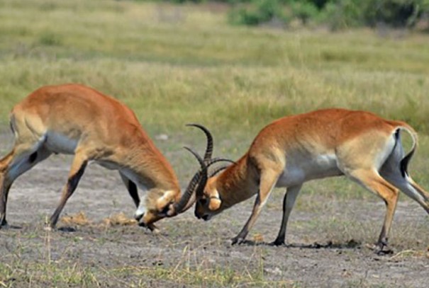 CLIP: Linh dương bỏ mạng vì mê đánh nhau, kết cục bi thảm giữa đồng cỏ