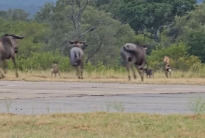 CLIP: Đàn chó hoang châu Phi bị linh dương đầu bò đuổi cho 'chạy té khói'