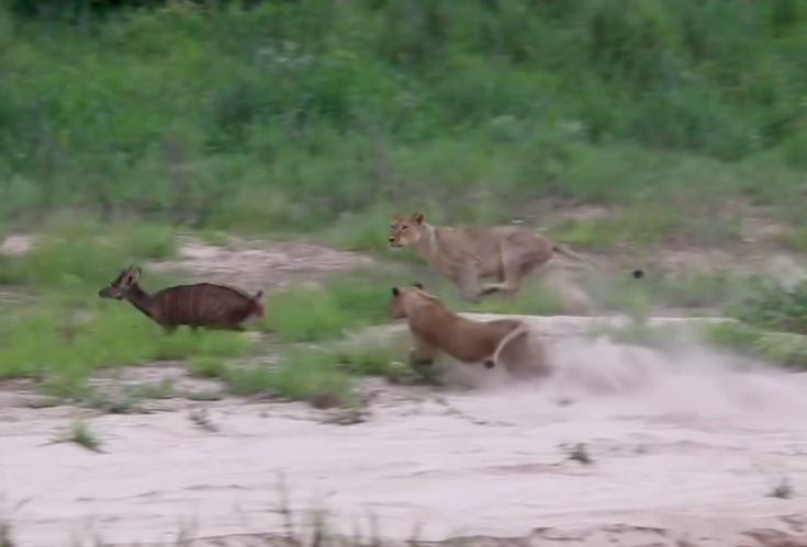 CLIP: Bị 2 con sư tử truy đuổi, linh dương Nyala vẫn thoát chết ngoạn mục