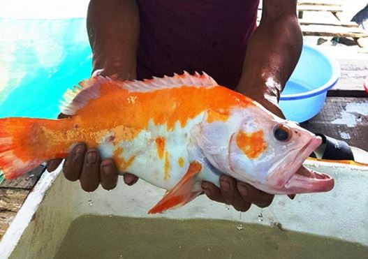 Top 5 'quái ngư' từng gây chấn động ở Việt Nam: Số 1 bị nghi là hậu duệ của rồng, số 4 vẫn là bí ẩn