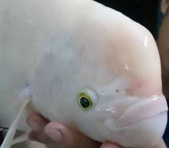 Những lần ‘thủy quái’ xuất hiện tại Việt Nam khiến dư luận sững sờ, số 1 là loài gắn với tâm linh