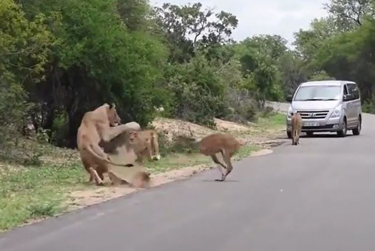 CLIP: Linh dương lao đầu vào 'nộp mạng' cho bầy sư sử và nhận cái kết ai cũng đoán được