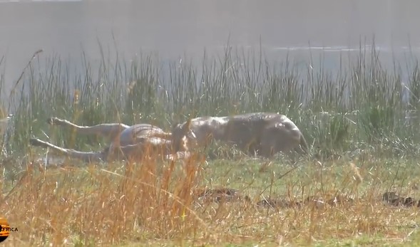 CLIP: Cuộc đối đầu đẫm máu giữa sư tử và ngựa vằn, mẹ ngựa vằn mang thai vùng vẫy trong vô vọng