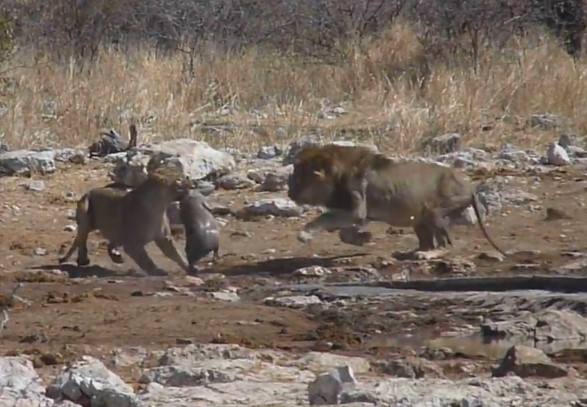 CLIP: Sư tử đực hung bạo "đánh vợ" để cướp mồi