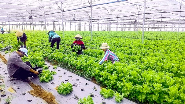 Nhiều doanh nghiệp nông nghiệp kinh doanh bao trùm chưa sẵn sàng nhận đầu tư