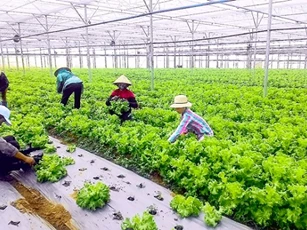 Nhiều doanh nghiệp nông nghiệp kinh doanh bao trùm chưa sẵn sàng nhận đầu tư