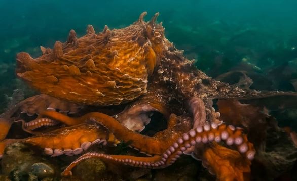 Bí ẩn về loài bạch tuộc chỉ sinh sản một lần và bảo vệ con cái của chúng cho đến hơi thở cuối cùng!