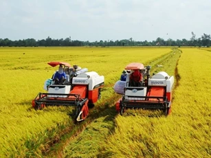 Đẩy mạnh chương trình cho vay phát triển bền vững một triệu héc-ta chuyên canh lúa