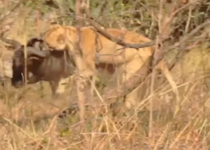 CLIP: Sư tử 'tung chiêu độc', hạ gục linh dương đầu bò trong tích tắc