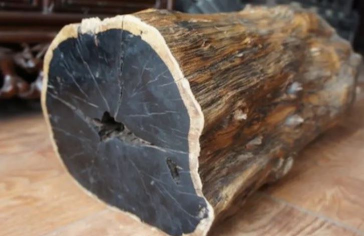 4 loại gỗ quý hiếm và đắt đỏ bậc nhất, riêng loại gỗ cuối từng có thể bị kết án tử nếu sử dụng