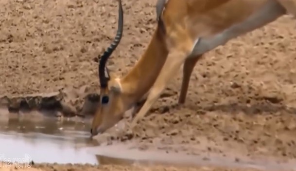 CLIP: Pha săn mồi ngoạn mục của cá sấu khiến Linh dương Impala không có đường thoát