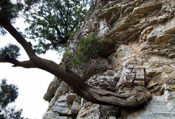 Loại gỗ quý hiếm được ví là "báu vật": Không thể trồng nhân tạo, mùi thơm lưu giữ qua hàng trăm nghìn năm