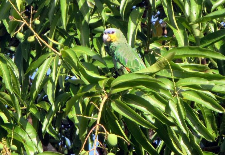 Tại sao rừng nhiệt đới Amazon lại có nhiều loại cây ăn được như vậy?