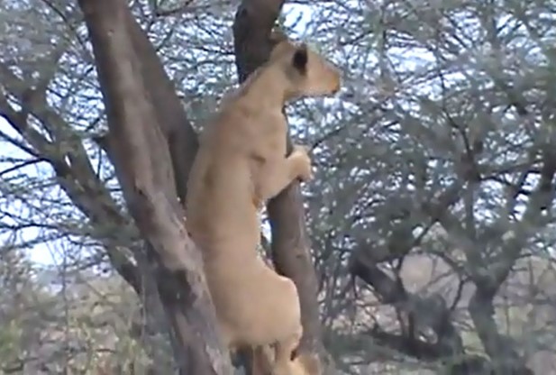 CLIP: Màn leo cây săn khỉ siêu đẳng của sư tử khiến nhiều người choáng ngợp