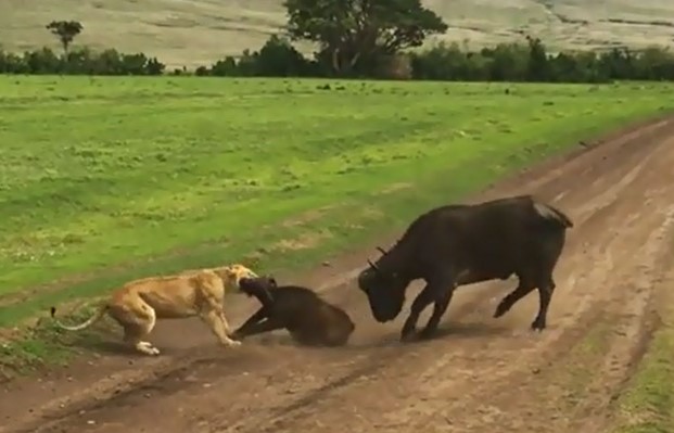 CLIP: Hai sư tử cái hạ gục bầy trâu rừng đầy ngoạn mục