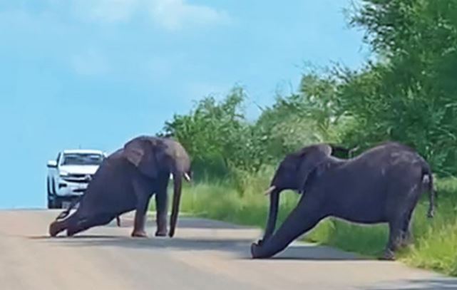 Độc lạ châu Phi: Những chú voi khổng lồ "tập thể dục"