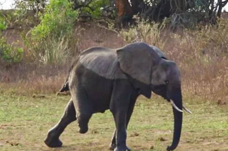 Voi đầu đàn chỉ còn 3 chân vẫn tả xung hữu đột với bầy sư tử: Câu chuyện kỳ diệu về 'tình mẫu tử'