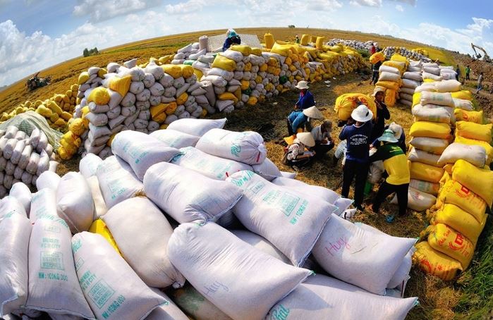 Doanh nghiệp ứng phó với biến động thị trường xuất khẩu gạo