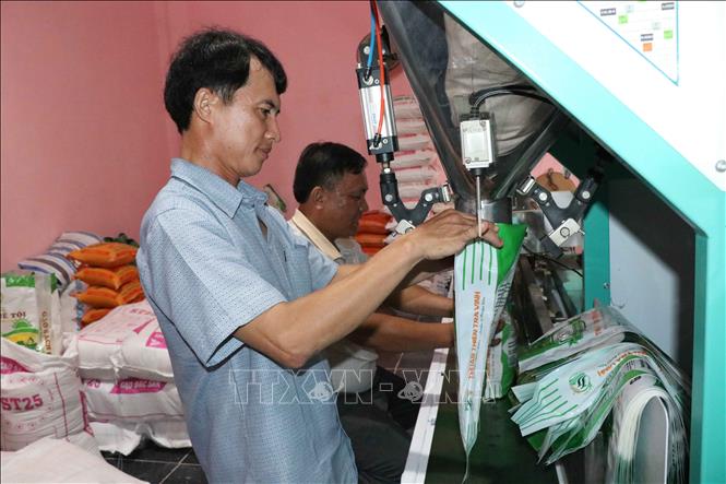 Lãi vay được giảm tối thiểu 1% khi thực hiện Chương trình liên kết lúa gạo