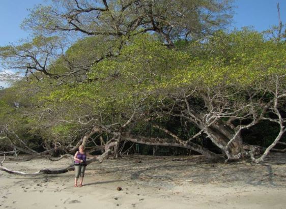 Loài cây nguy hiểm nhất hành tinh, khiến con người tử vong theo cách không thể ngờ tới
