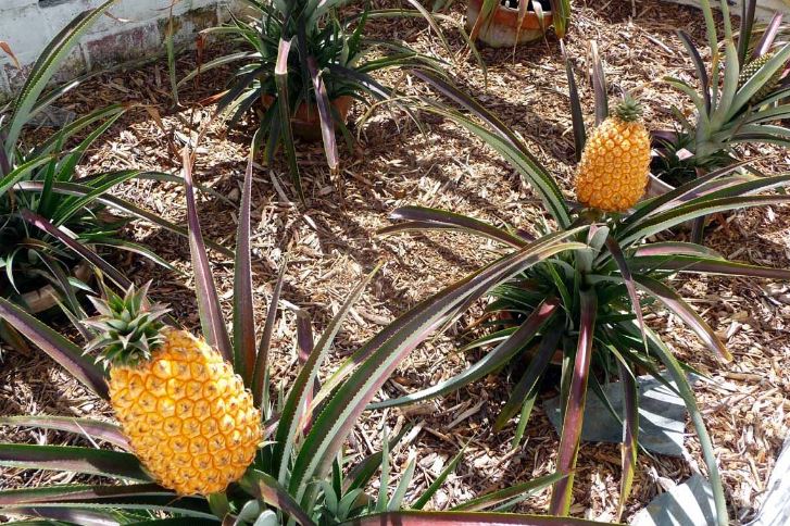 Qu&#x1EA3; d&#x1EE9;a &#x111;&#x1EAF;t nh&#x1EA5;t h&#xE0;nh tinh gi&#xE1; 350 tri&#x1EC7;u &#x111;&#x1ED3;ng, t&#x1EF7; ph&#xFA; ph&#x1EA3;i x&#x1EBF;p h&#xE0;ng m&#x1EDB;i &#x111;&#x1B0;&#x1EE3;c mua: Nghe l&#xFD; do nhi&#x1EC1;u ng&#x1B0;&#x1EDD;i kh&#xF4;ng d&#xE1;m tin, b&#x1ED5; ra &#x103;n h&#x1B0;&#x1A1;ng v&#x1ECB; c&#xE0;ng ng&#x1EE1; ng&#xE0;ng