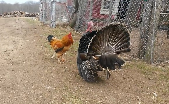 CLIP: Cuộc đối đầu kịch tính giữa gà trống và gà tây