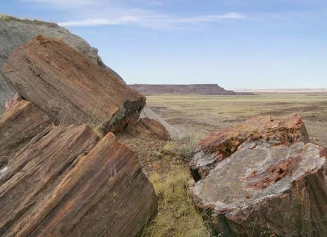 Loại gỗ hóa ngọc siêu quý hiếm của Việt Nam: Tuổi thọ hàng trăm triệu năm, giá hơn 600 tỷ đồng