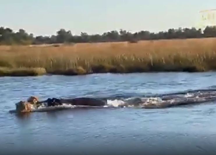 CLIP: Phát hiện 3 con sư tử 'đi lạc', hà mã liền ra 'tiếp đãi' khiến 'chúa tể đồng cỏ' hú hồn