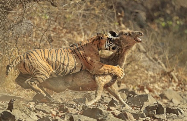 CLIP: Chúa sơn lâm săn nai với tốc độ "chớp nhoáng"