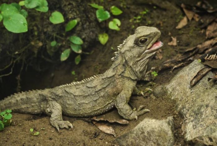 Bí ẩn về loài Tuatara: Chứng nhân sống sót từ thời kỳ khủng long sở hữu 'con mắt thứ ba'