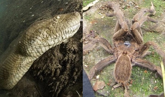 Top 5 con ‘quái vật’ bí ẩn gây ám ảnh nhất tại Việt Nam: Con thứ 2 hoàn toàn có thật trên đời!