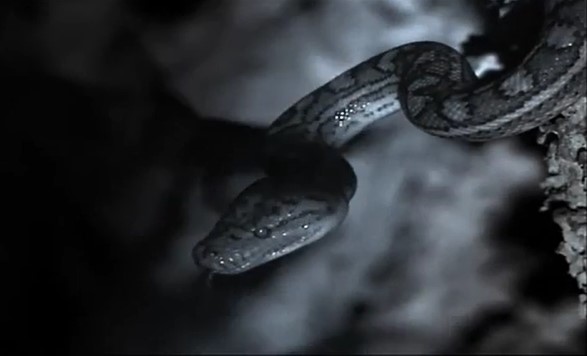 CLIP: Kinh ngạc trước cảnh trăn săn dơi trên vách đá dựng đứng