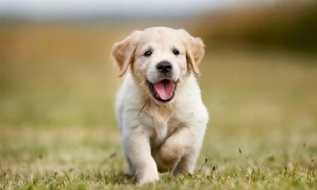 Tử vi ngày 17/10/2024 của 12 con giáp: Tuổi Tuất Thiên Tài nâng đỡ, tài lộc hanh thông