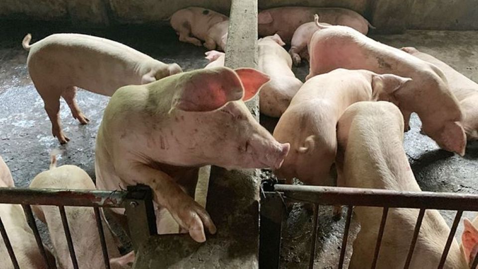 Giá heo hơi ngày 17/10/2024: Giảm đồng loạt 1.000-2.000 đồng/kg trên cả nước