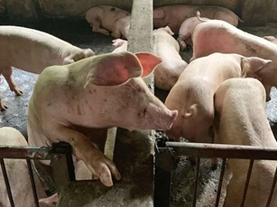 Giá heo hơi ngày 17/10/2024: Giảm đồng loạt 1.000-2.000 đồng/kg trên cả nước