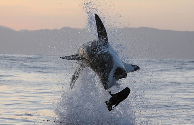 CLIP: 'Sát thủ đại dương' tung cú nhảy chớp nhoáng hạ gục hải cẩu