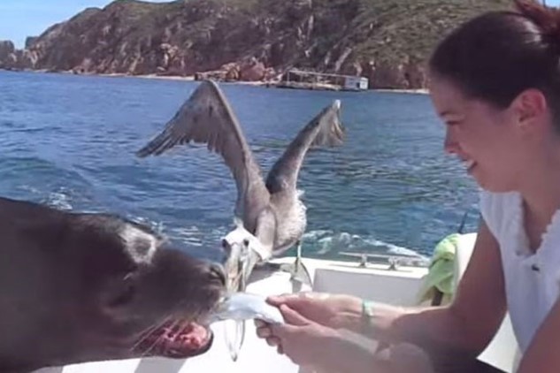 CLIP: Chú hải cẩu thông minh "xin quà" đôi vợ chồng mới cưới, tạo nên kỷ niệm đáng nhớ