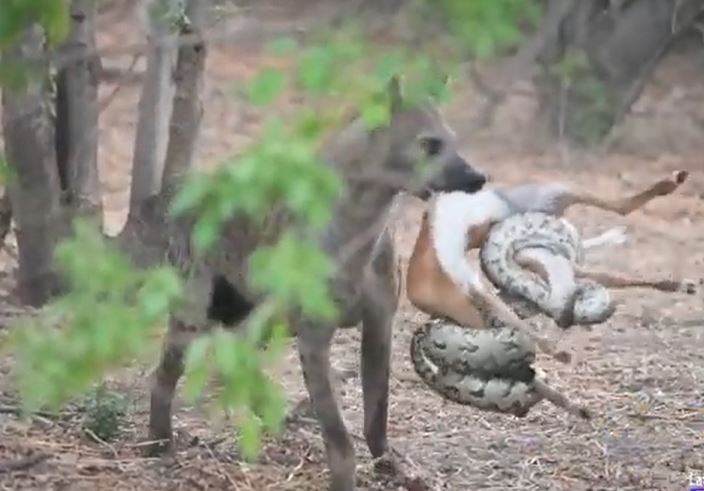 CLIP: Phát hiện trăn đá săn được linh dương, linh cẩu hành động 'gây sốc' và cái kết ít ai đoán được