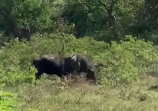 CLIP: Báo hoa mai rình rập săn nghé con rồi nếm 'quả đắng' từ trâu rừng