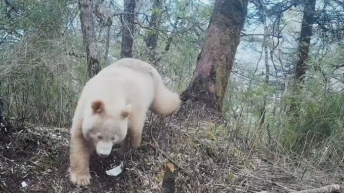 Những thông tin hiếm hoi về con gấu trúc có bộ lông trắng toàn thân duy nhất trên thế giới