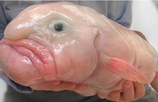 Vén màn bí mật đằng sau loài động vật xấu xí nhất thế giới, chỉ nhìn 1 lần cũng gây ám ảnh cả đời