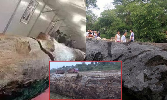 Đào được cây gỗ quý đem về cho con trai làm bàn, lão nông tá hỏa khi bị tịch thu bàn và phạt khoản tiền lớn