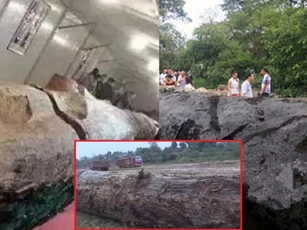 Đào được cây gỗ quý đem về cho con trai làm bàn, lão nông tá hỏa khi bị tịch thu bàn và phạt khoản tiền lớn