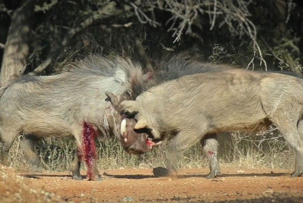 CLIP: Cuộc đối đầu đẫm máu giữa hai con heo rừng, kẻ nào sẽ chiến thắng?