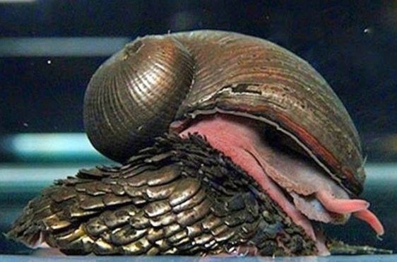 Loài động vật duy nhất trên thế giới có ‘áo giáp sắt’ bảo vệ, là cảm hứng cho quân đội, có nguy cơ tuyệt chủng