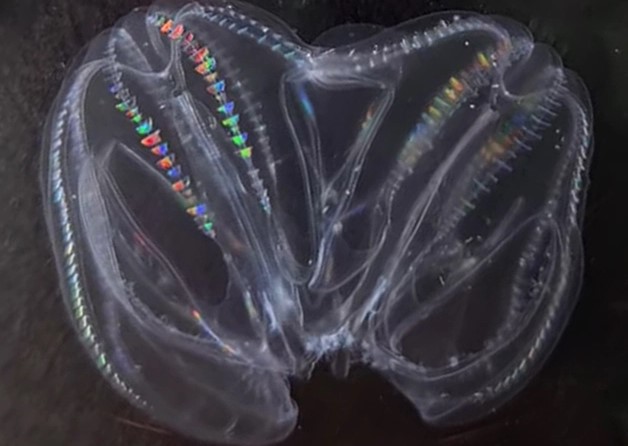 Tìm ra "quái vật Frankenstein" tự ráp 2 mảnh thân lại để sống tiếp