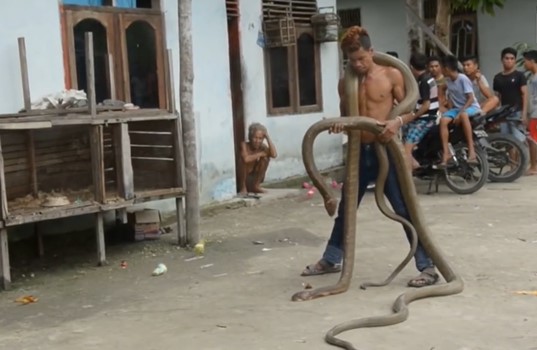 CLIP: Chàng trai liều mạng đùa giỡn với 2 "sát thủ" rắn hổ mang chúa khổng lồ